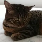 まゆは猫の画像