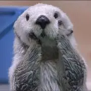 kaueの画像