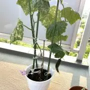 しーちゃん☆の画像