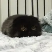 ^._.^の画像