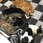 ココ