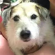 パピコ