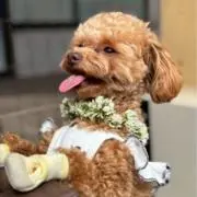 ちゃんまるまる