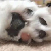 モサプリの画像