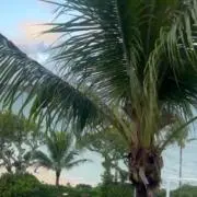 HANA☺︎の画像