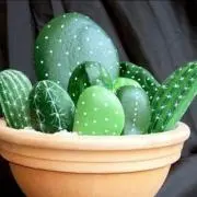 まむ