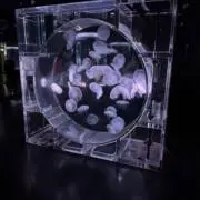 かけ