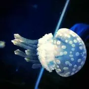 oiac9