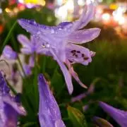 めい299の画像