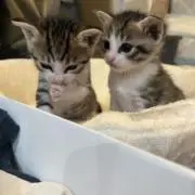 奈良の画像