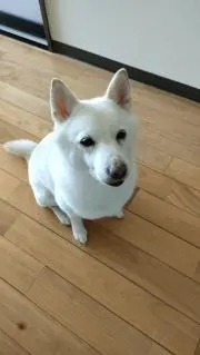 しろ