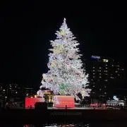 マメの画像