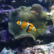 マフティーの画像