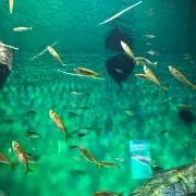 どーーーの画像