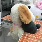 みっきー