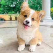 つるちゃんの画像