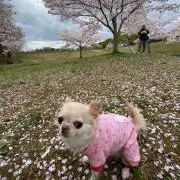 メルモちゃん☆*: 発送お休み中！