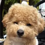 食いしん坊の画像
