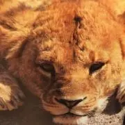 しゃん♡今月２８日で退会致します