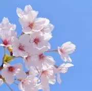 さくら【フォロー割★行っております♡】の画像