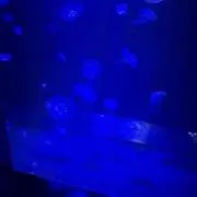 ドンチッチ