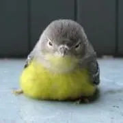 おはぎ