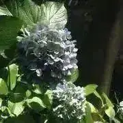 yskksyの画像