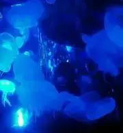 nattuの画像