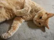茶ねこの画像