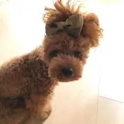 JILの画像