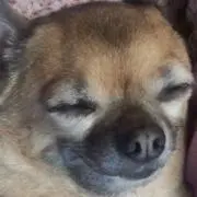 まるすけ