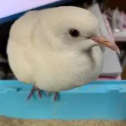 ぎん