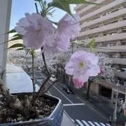 くりくりの画像