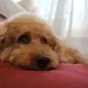 おむすびの画像