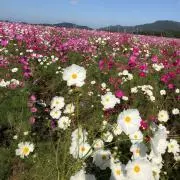 SSの画像