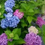 はなこの画像