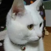 メイの画像