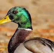 jojoの画像