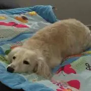 ゆみんこの画像