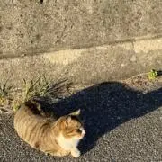 はなりの画像