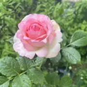 MAKRの画像