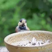 木の詩