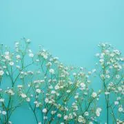 Milaの画像
