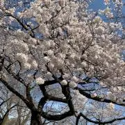 みーの画像