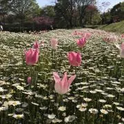 ちいの画像