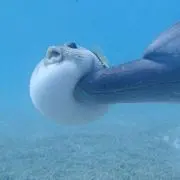 さかなくん
