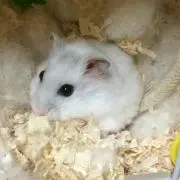 ちょっぴ