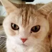 ちょろたの画像