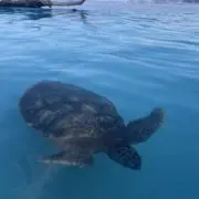 オレオの画像