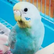 ぴぃちゃんの画像